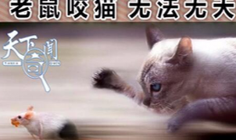 猫捉老鼠视频,一场欢乐的追逐大戏
