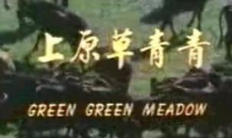 青青草原在线视频观看,青青草原在线视频精彩回顾