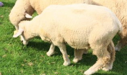 青青草原在线视频观看,青青草原在线视频精彩回顾