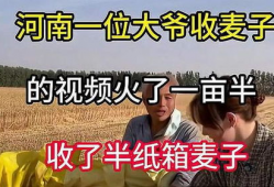 收麦视频,收麦视频背后的故事