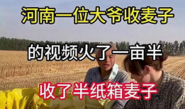 收麦视频,收麦视频背后的故事